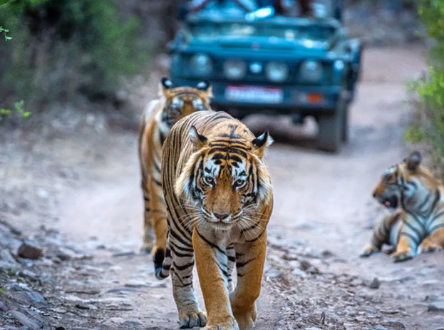 ranthambore jeep safari